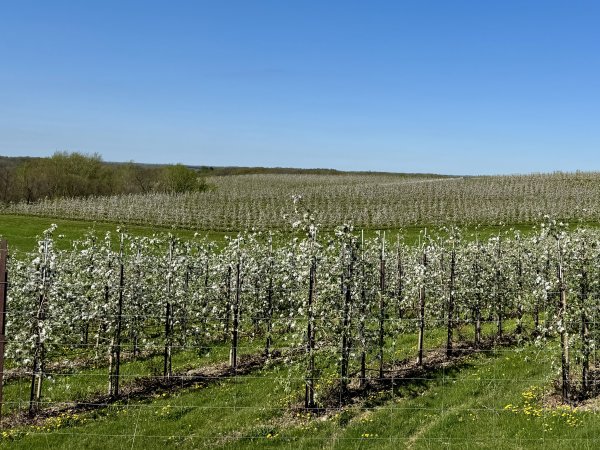 🌸🍎 We’re Almost in Full Bloom! 🍎🌸
