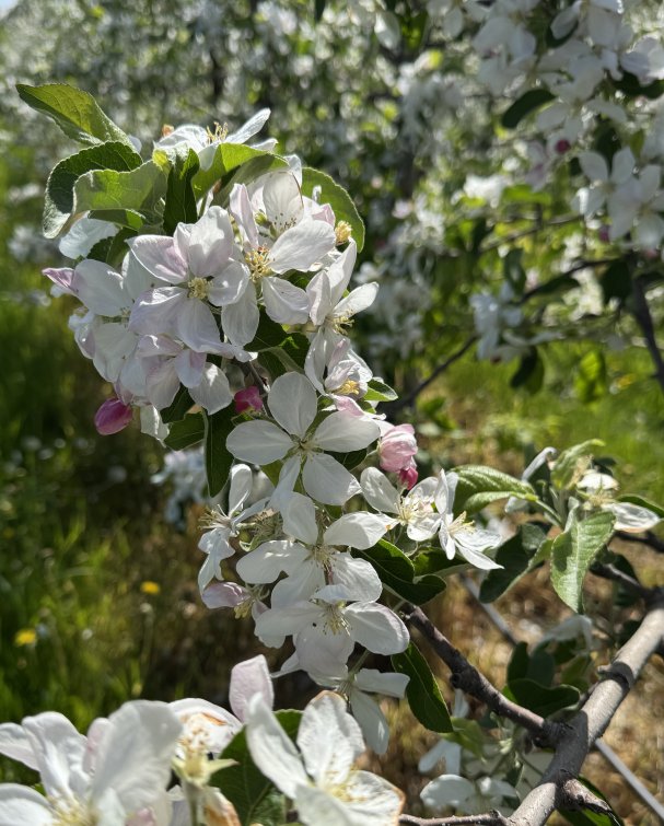 🌸🍎 We’re Full Bloom! 🍎🌸