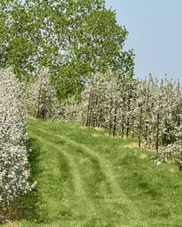🌸🍎 We’re Full Bloom! 🍎🌸