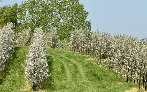 🌸🍎 We’re Full Bloom! 🍎🌸