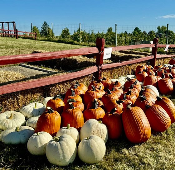 Sunrise Orchards Pumpkin Patch