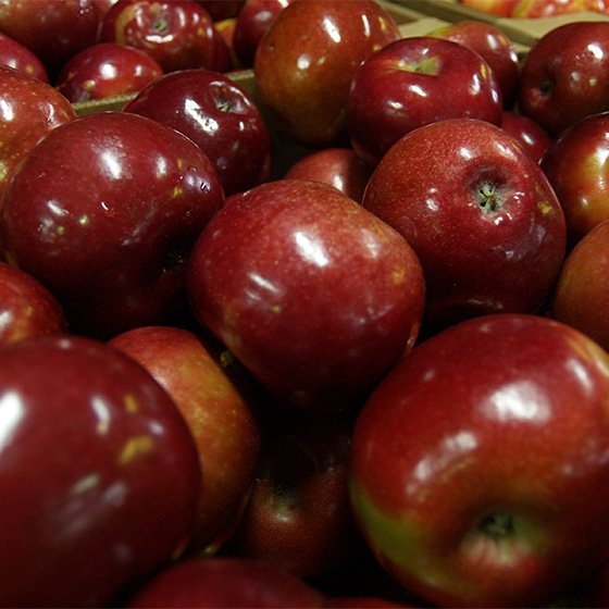 McIntosh Apples