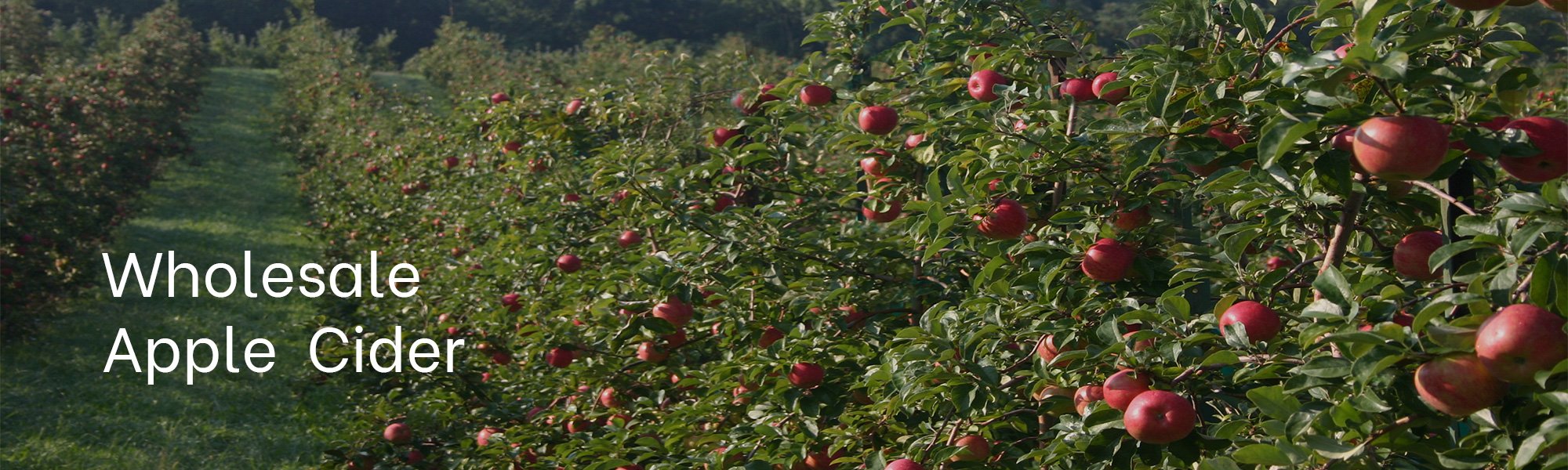 Wholesale Apple Cider at Sunrise Orchards