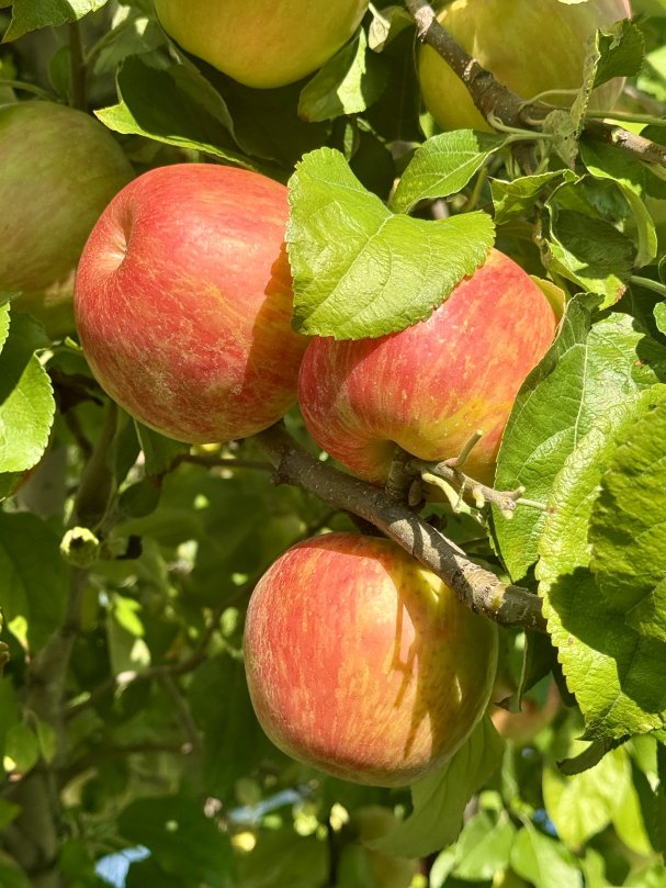 🍎 Apple Season is HERE - We are OPEN!