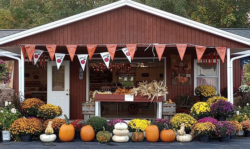 Mums at Sunrise Orchards at Hillcrest