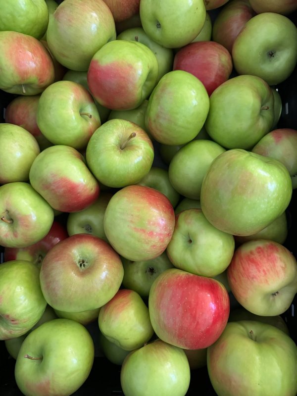 Dudley Apples Available!
