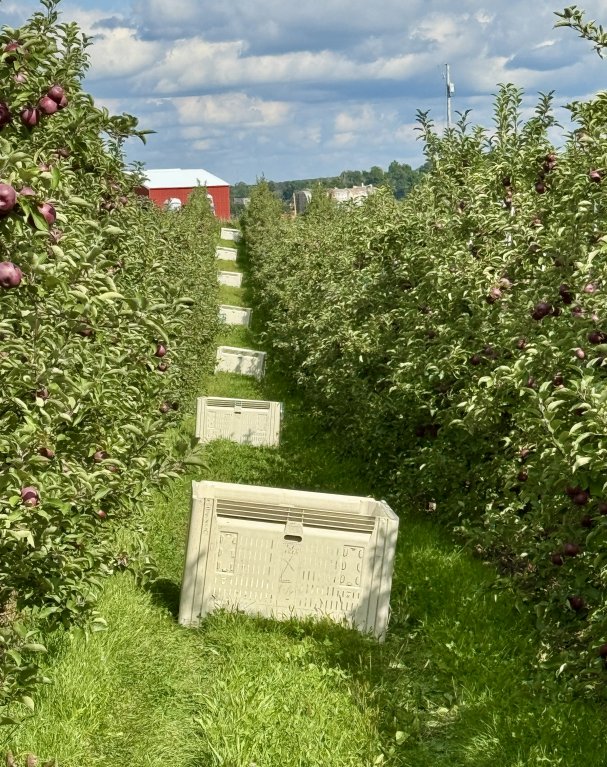 Snack It, Bake It, Love It: The McIntosh Apple