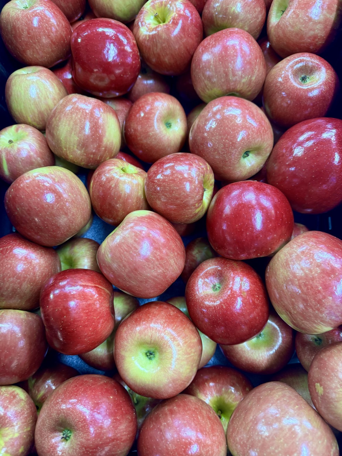 NEW APPLE VARIETY ALERT: Introducing Summerset® Apples!🍎