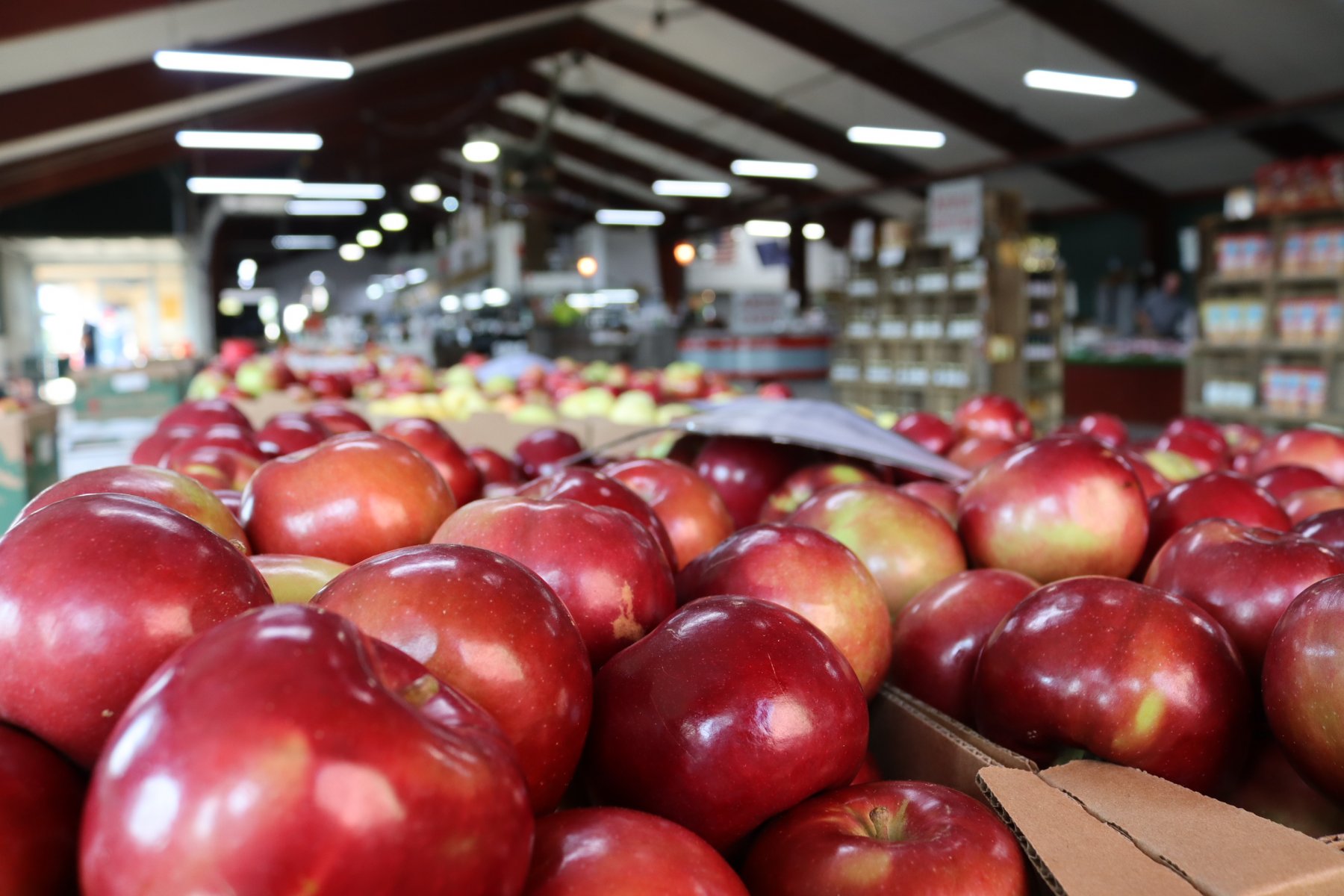Time to Visit the Apple Orchards in the Apple Capital of Wisconsin ...