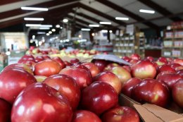 Time to Visit the Apple Orchards in the Apple Capital of Wisconsin!