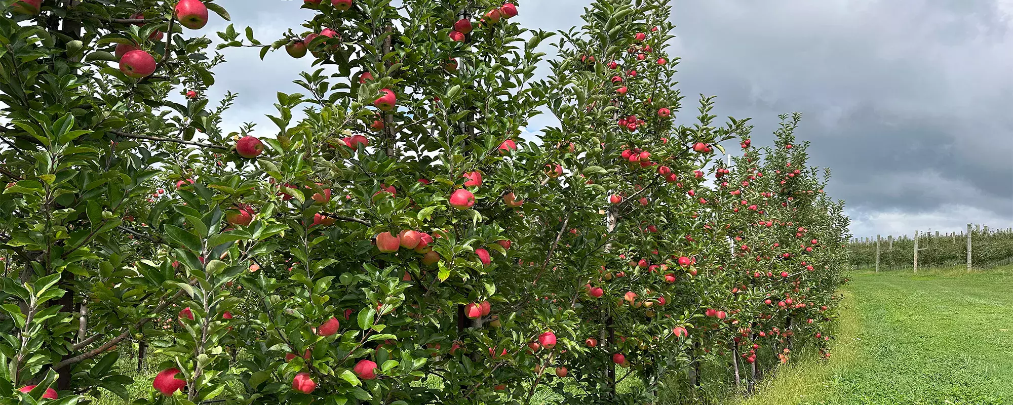 Apple Trees at Sunrise Orchards