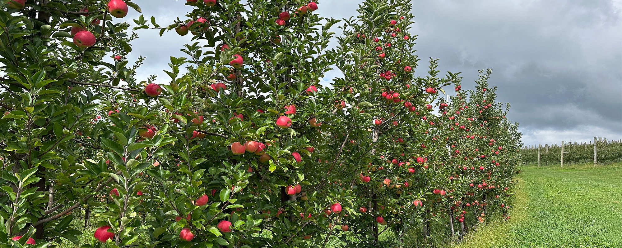 Apple Trees at Sunrise Orchards