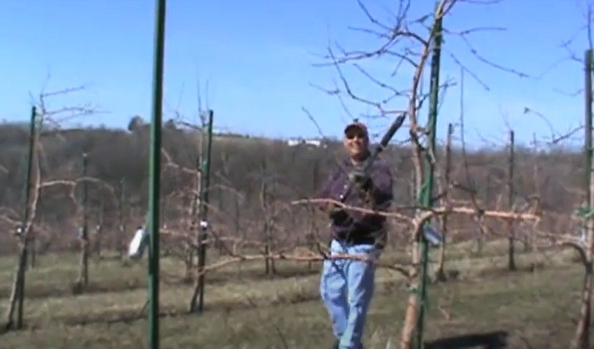 Pruning apple trees