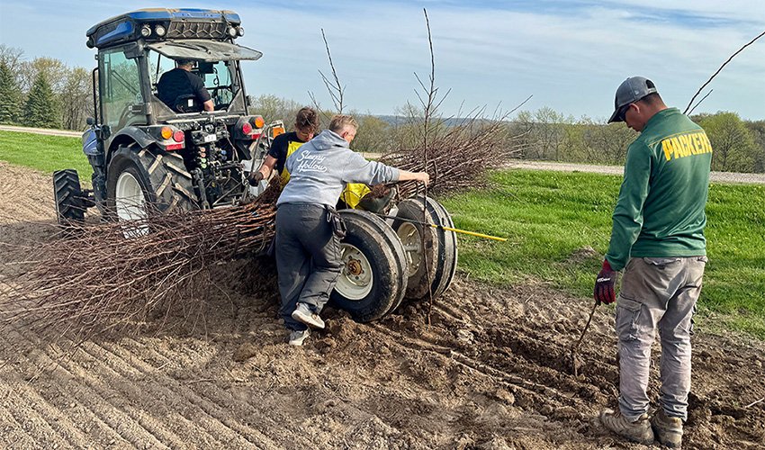 Planting Apple Trees