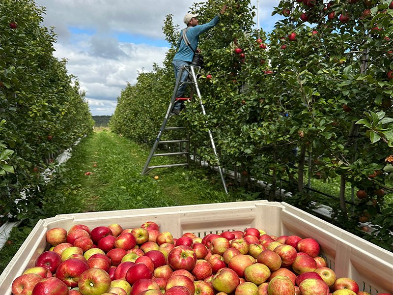 Apple Picking at Sunrise Orchards
