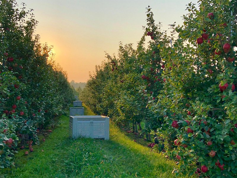 Sunset at Sunrise Orchards