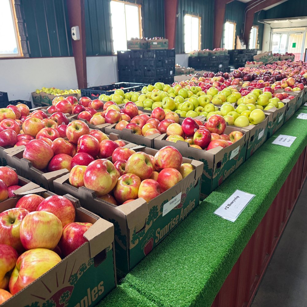 Apples at Sunrise Orchards