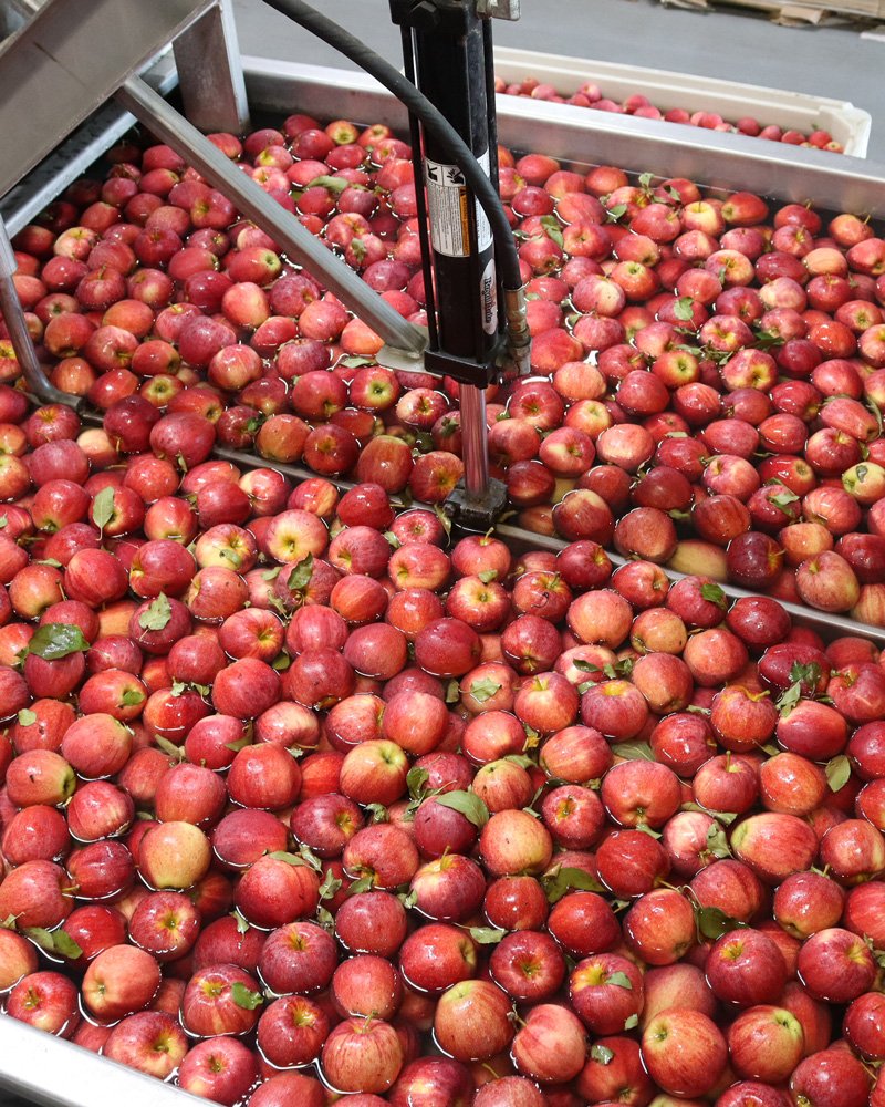 Grading Apples