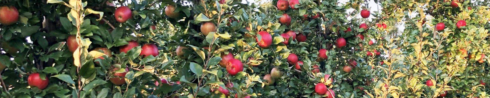 The Sunrise Apple Store - Gays Mills, WI | Sunrise Orchards, Inc.