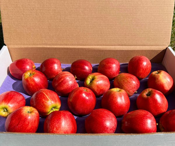 Apples for Home Delivery