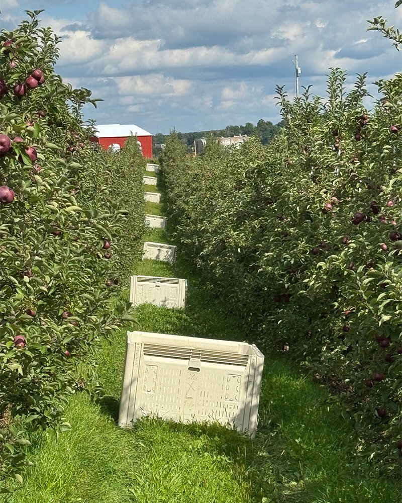 Picking apples