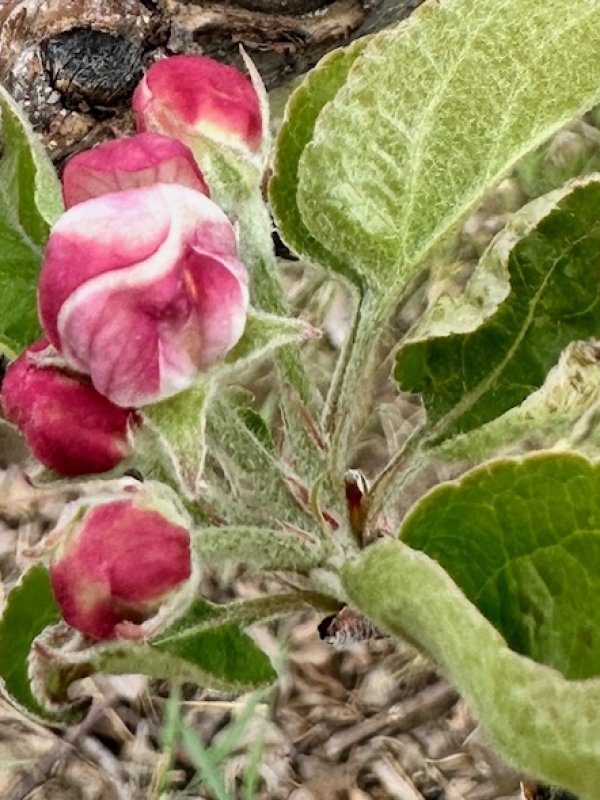 Spring Awakens at Sunrise Orchards: Blossoms, Bees, and New Beginnings🌸🐝