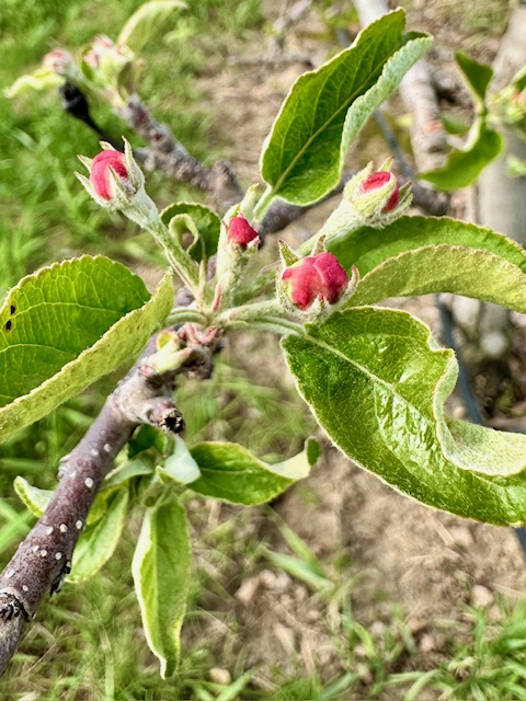 Spring Awakens at Sunrise Orchards: Blossoms, Bees, and New Beginnings🌸🐝