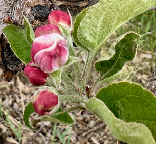Spring Awakens at Sunrise Orchards: Blossoms, Bees, and New Beginnings🌸🐝