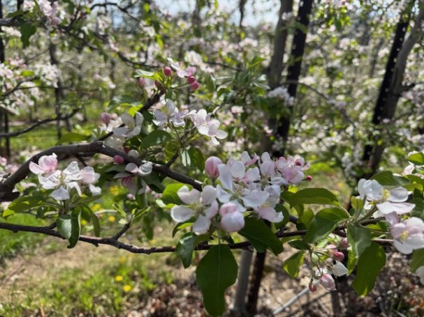 Come Out to View the Spring Apple Blossoms🌸