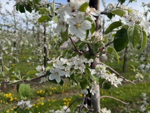 Come Out to View the Spring Apple Blossoms🌸