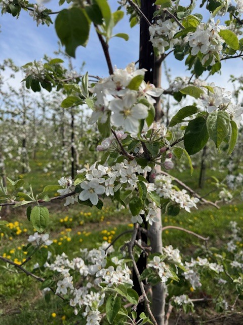 Come Out to View the Spring Apple Blossoms🌸