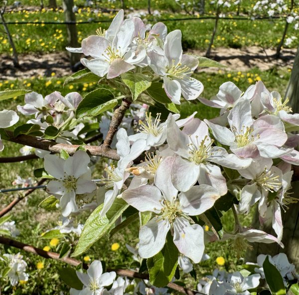 Peak Bloom at Sunrise Orchards