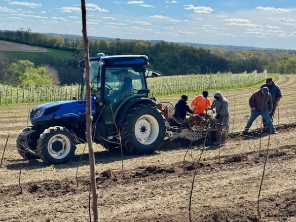 Planting EverCrisp Apples Today