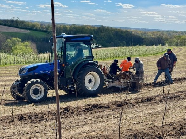 Planting EverCrisp Apples Today