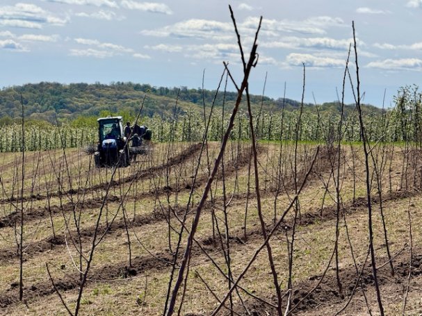 Planting EverCrisp Apples Today