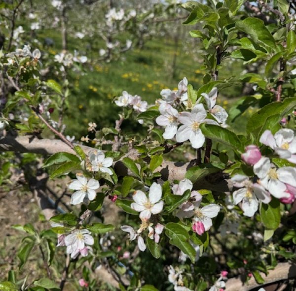 Peak Bloom at Sunrise Orchards