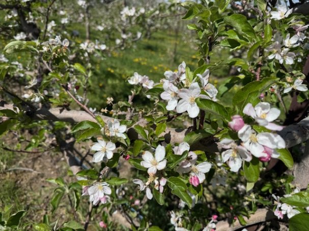 Peak Bloom at Sunrise Orchards