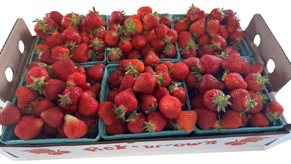 🍓 Strawberry Season Update from Sunrise Orchards 🍓