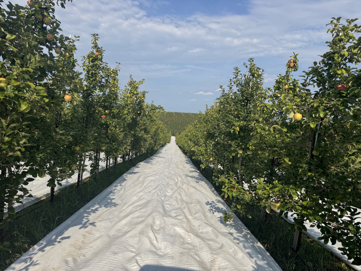 Ever Wonder How We Get That Beautiful Honeycrisp Color?