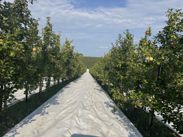 Ever Wonder How We Get That Beautiful Honeycrisp Color?