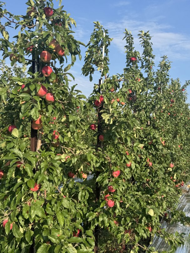 Why Gays Mills Is Such a Great Place to Grow Apples 🍎