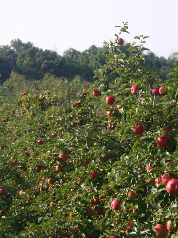 Why Gays Mills Is Such a Great Place to Grow Apples 🍎