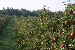 Where Apples Grow Best in Wisconsin Top Weather Regions